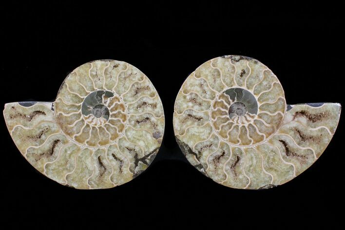 Cut & Polished Ammonite Fossil - Agatized #72924